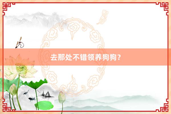 去那处不错领养狗狗？
